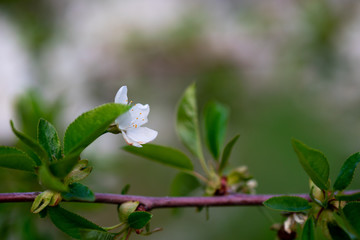 Obraz premium white cherry flowers on a branch close up