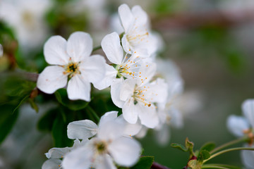 white cherry flowers on a branch close up
