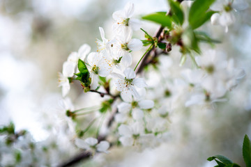 white cherry flowers on a branch close up