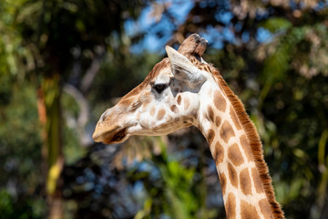 Giraffe hanging out in the sun.