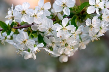 white cherry flowers on a branch close up