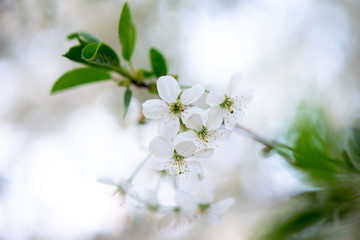 white cherry flowers on a branch close up