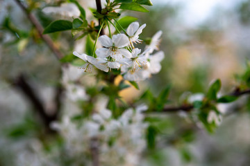 white cherry flowers on a branch close up