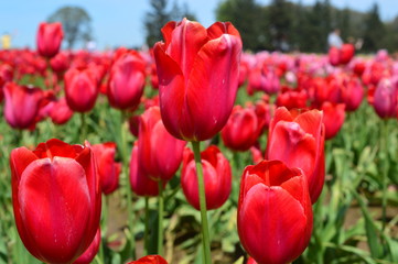 Wooden Shoe Tulip Festival in Woodburn Oregon