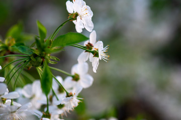 white cherry flowers on a branch close up