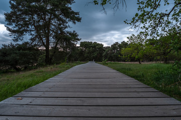 Fototapeta premium Schwanheimer Dünen