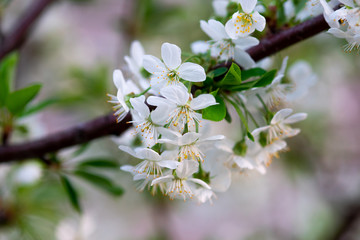 white cherry flowers on a branch close up