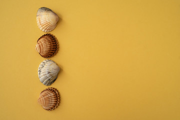Photo of sea shells. Yellow background. Summer concept.