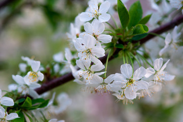 white cherry flowers on a branch close up