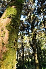 Leafy forest with colossal trees in Sintra Mountains