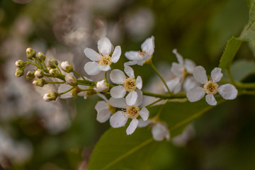 White bird cherry