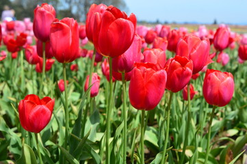 Red Tulips at Wooden Shoe Tulip Festival in Woodburn Oregon