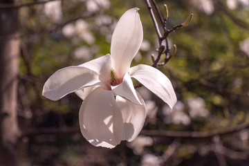 white magnolia flower
