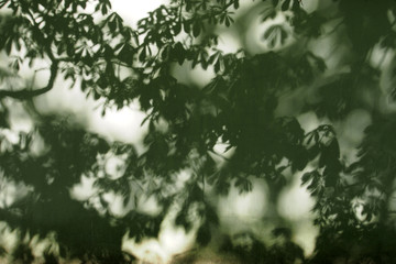 Schattenspiel von Pflanzen auf Wand