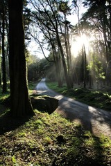 Road crossing leafy forest in Sintra Mountains