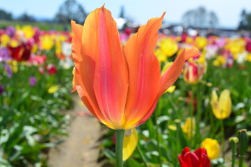 Fototapeta premium Yellow tulips at Wooden Shoe Tulip Festival in Woodburn Oregon