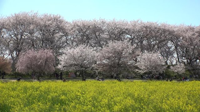 SATTE,  SAITAMA,  JAPAN - CIRCA APRIL 2019 : CHERRY BLOSSOMS and RAPE FLOWER (CANOLA FLOWER).  Spring season.  Slow motion shot.