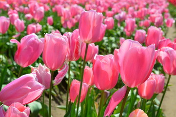Pink Tulips at Wooden Shoe Tulip Festival in Woodburn Oregon