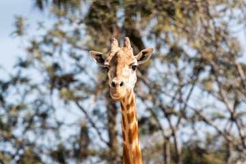 Giraffe hanging out in the sun.