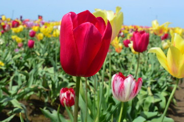 Red Tulips at Wooden Shoe Tulip Festival in Woodburn Oregon