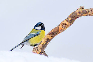 Cute bird. White winter background. Bird: Great Tit. Parus major