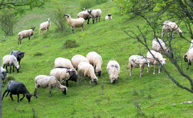 Herd of sheep graze on green pasture in the mountains
