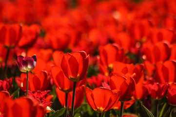 Fototapeta na wymiar red tulips on a tulip field