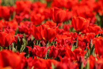 red tulips on a tulip field