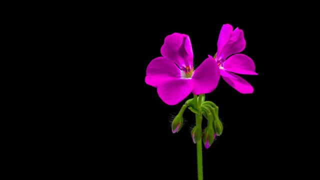 Timelapse of opening red geranium (Pelargonia) flower on black background 4K