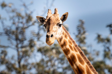 Giraffe hanging out in the sun.