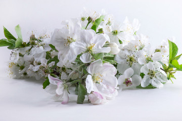 white cherry flowers on white background
