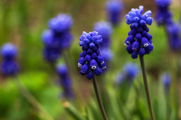 Muscari - blue Grape hyacinth. Spring flowers. Muscari armeniacum plant with blue flowers.