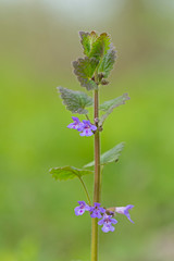 Glechoma hederacea in blossom. Creeping Charlie – Glechoma hederacea flowers and plants.