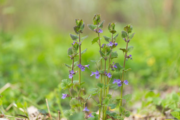 Glechoma hederacea in blossom. Creeping Charlie – Glechoma hederacea flowers and plants.