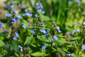 Myosotis (Forget Me Not, Scorpion grasses) - flowering small blue flowers, background. Delicate...