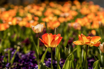 colorful tulip field