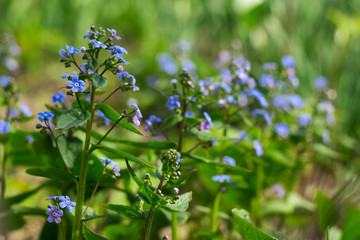 Myosotis (Forget Me Not, Scorpion grasses) - flowering small blue flowers, background. Delicate spring Plant in the garden, concept