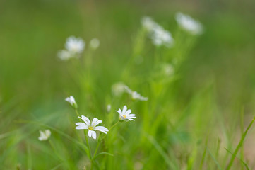 Flower of Greater Stitchwort (Stellaria holostea). Closeup. Stellaria Holostea (greater stitchwort). 
