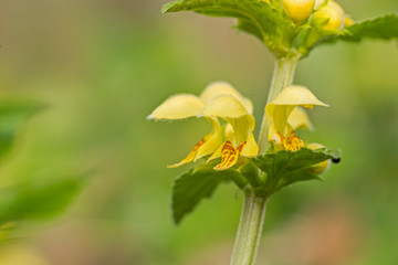 Yellow archangel plant (Lamium galeobdolon) with flowers. spring plant Lamium galeobdolon during flowering, selective focus