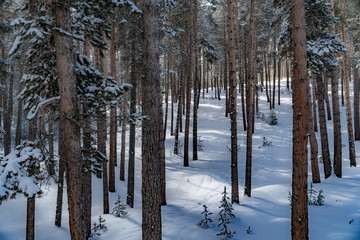 Snow covered fir trees. Panoramic view of the picturesque snowy winter landscape. Magnificent and silent sunny day.
