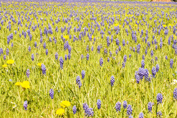 Muscari Armeniacum field