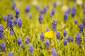 Muscari Armeniacum field
