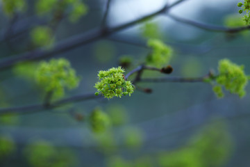 young branch of a tree in a forest