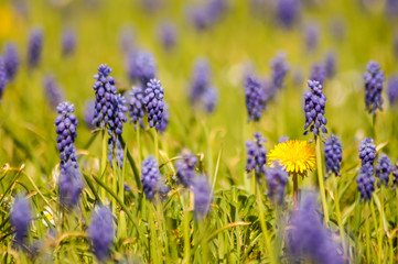 Obraz premium Muscari Armeniacum field