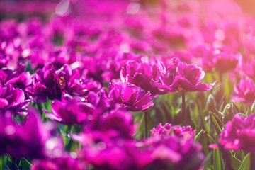 Fototapeta premium Keukenhof gardens in the Netherlands during spring. Close up of blooming flowerbeds of tulips, hyacinths, narcissus
