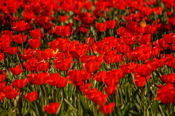 red tulip field