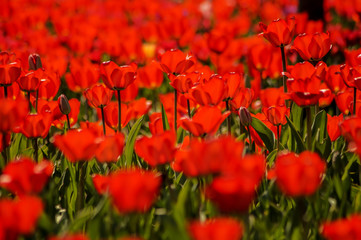 red tulip field