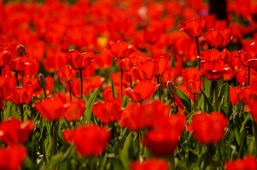 Fototapeta premium red tulip field