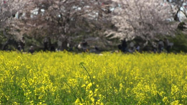 SATTE,  SAITAMA,  JAPAN - CIRCA APRIL 2019 : CHERRY BLOSSOMS and RAPE FLOWER (CANOLA FLOWER).  Spring season.  Slow motion shot.
