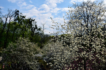 Southern flowering tree with pink flowers against sky 